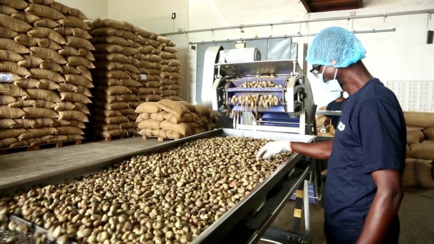 Julius Berger exits agro-processing, leases cashew plant to Eko Organic Foods