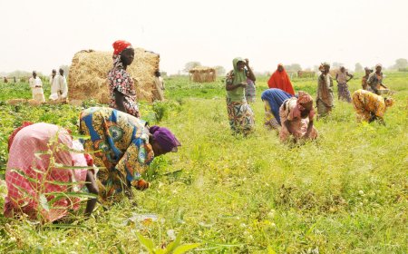 NAICOM says 1.47 million farmers covered in agric insurance schemes