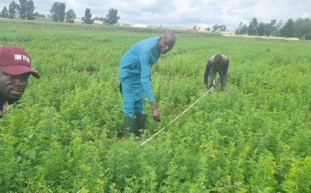 Planting peace: How Alfalfa can reframe Nigeria’s food security