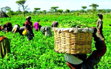 Crippling over 35 million farmers and crushing 20 years of progress