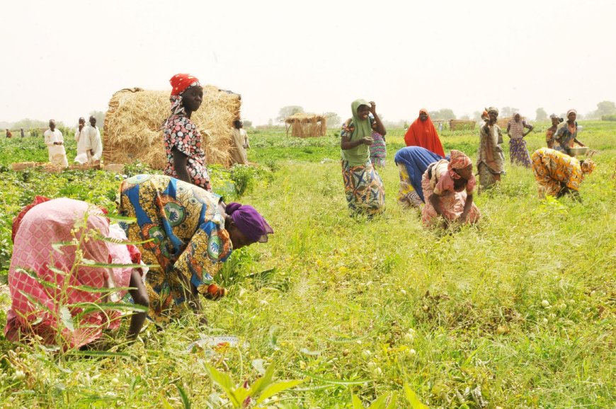 NAICOM says 1.47 million farmers covered in agric insurance schemes