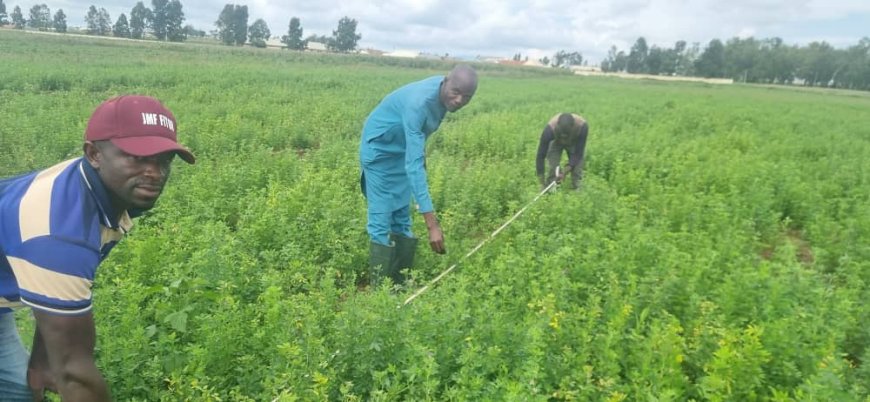 Planting peace: How Alfalfa can reframe Nigeria’s food security