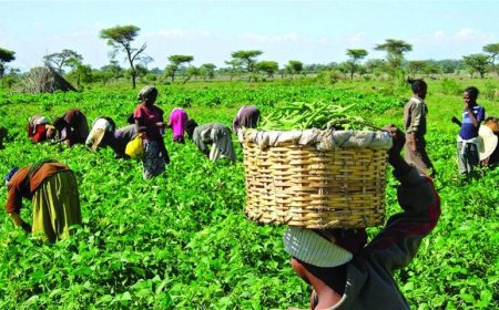 Farmers in Kano, Jigawa, Bauchi get inputs
