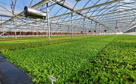 Mechanised farming will boost food production, job creation, say experts