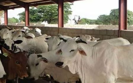 Nigeria urges ECOWAS, Sahel states to deepen collaboration on livestock development