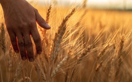Analysts Expect Wheat Prices Decline In 2026 As Supply Rises