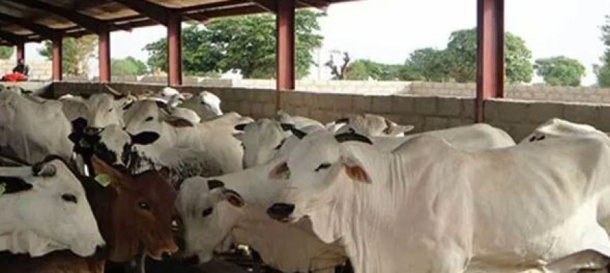 Nigeria urges ECOWAS, Sahel states to deepen collaboration on livestock development