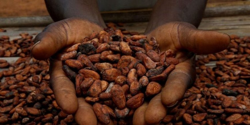 Cocoa falls over 12% so far in November 2025, on positive events