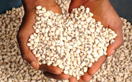 Nigeria loses $363m yearly to EU beans export ban