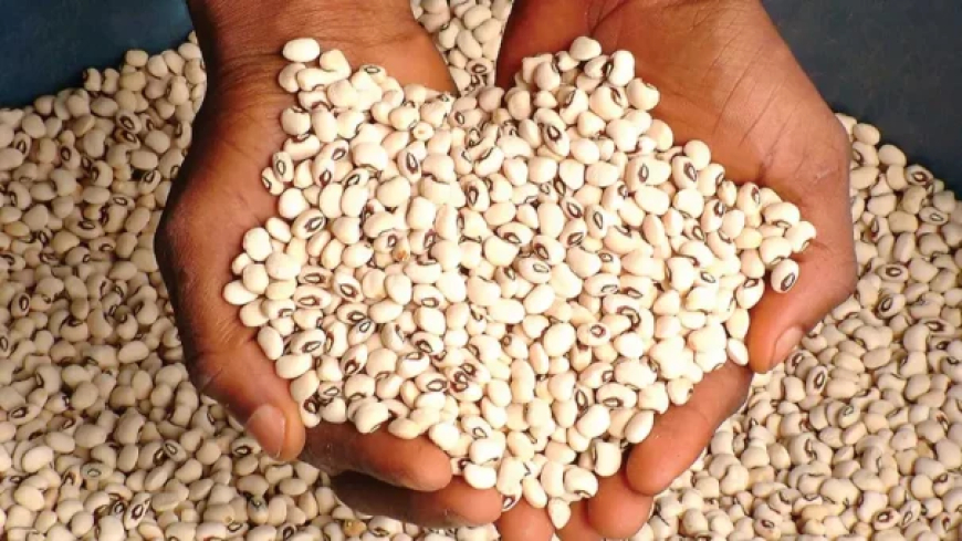 Nigeria loses $363m yearly to EU beans export ban