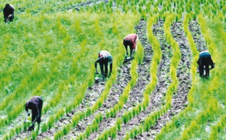 FG, IFAD to empower 14,800 Ondo youths in agriculture
