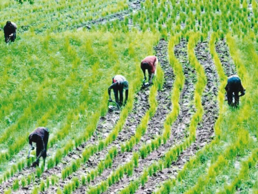 FG, IFAD to empower 14,800 Ondo youths in agriculture