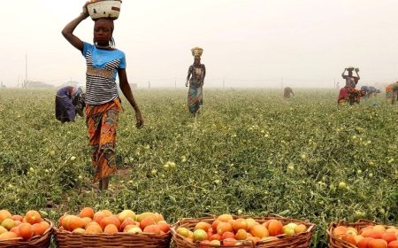 FG to allocate N800bn credit to agro-processing, renewable energy sectors