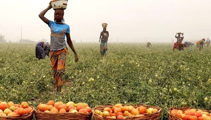 FG to allocate N800bn credit to agro-processing, renewable energy sectors