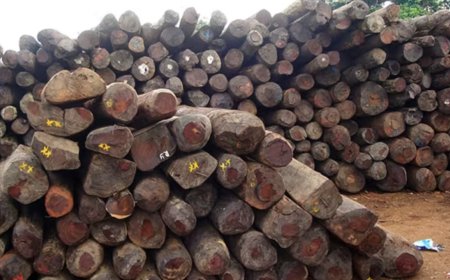 INSIGHT: The ecological, economic toll of Nigeria’s rosewood trade