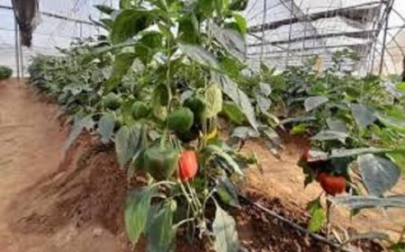 ‘Horticulture clusters can unlock sector’s potential’