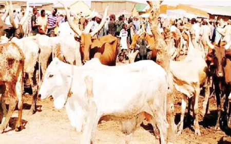 ‘Nigeria earns less than $200,000 from cattle’