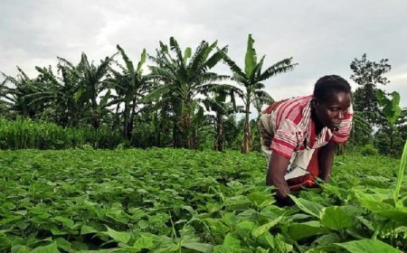 Akwa Ibom Opts For Mechanised Agric To End Food Crisis