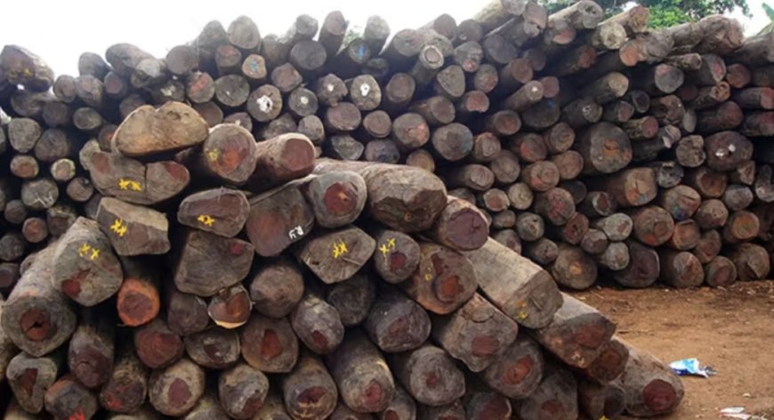 INSIGHT: The ecological, economic toll of Nigeria’s rosewood trade
