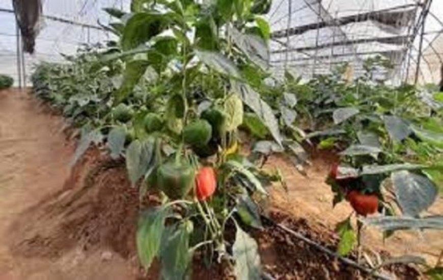 ‘Horticulture clusters can unlock sector’s potential’