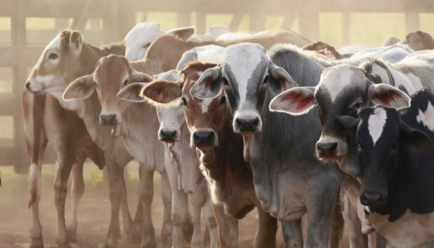 FG plans reforms in $3.2bn livestock export market amid US ban threats