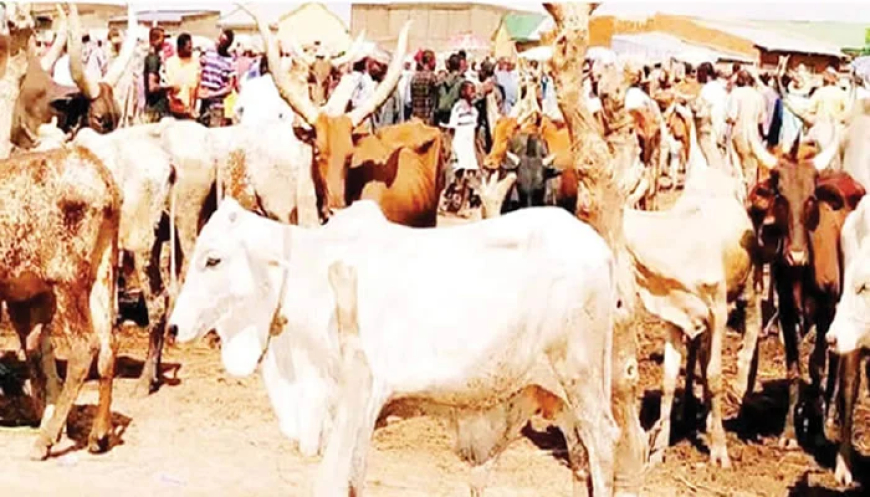 ‘Nigeria earns less than $200,000 from cattle’