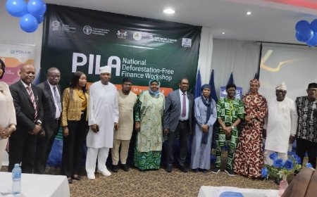 FAO seeks deforestation-free financing